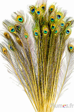 Pavone blu - 60-70 cm - giallo